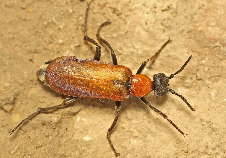 From Bulgaria: Meloidae, Oenas crassicornis